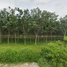  Land for sale in Thep Krasattri, Thalang, Thep Krasattri