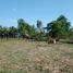  Grundstück zu verkaufen in Prasat, Surin, Kantuat Ramuan
