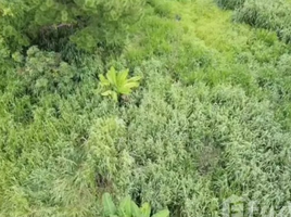  Land for sale in Pong Yaeng, Mae Rim, Pong Yaeng