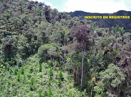  Grundstück zu verkaufen in Oxapampa, Pasco, Chontabamba, Oxapampa, Pasco, Peru