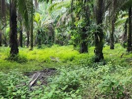  Grundstück zu verkaufen in Ao Luek, Krabi, Ao Luek Nuea