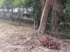  Grundstück zu verkaufen in Koh Samui, Surat Thani, Taling Ngam