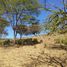  Land for sale in Canas, Guanacaste, Canas