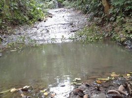  Land for sale in Ecuador, Cube, Quininde, Esmeraldas, Ecuador