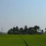 ขายที่ดิน ใน บึงบอน, ปทุมธานี, บึงบอน