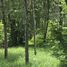  Land for sale in Mai Khao, Phuket, Mai Khao, Thalang