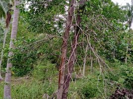  Grundstück zu verkaufen in Ko Pha-Ngan, Surat Thani, Ko Pha-Ngan, Ko Pha-Ngan