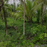  Land for sale in Surat Thani, Bang Bai Mai, Mueang Surat Thani, Surat Thani