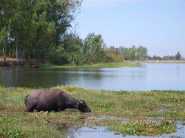  Grundstück zu verkaufen in Muang Sam Sip, Ubon Ratchathani, Yang Sak Krapho Lum, Muang Sam Sip