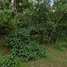  Land for sale in Bana, Mueang Pattani, Bana