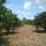  Land for sale in Autazes, Amazonas, Autazes