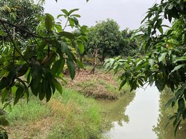  Grundstück zu verkaufen in Mueang Nakhon Pathom, Nakhon Pathom, Don Yai Hom