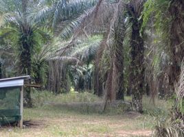  Land for sale in Sai Thong, Bang Saphan Noi, Sai Thong