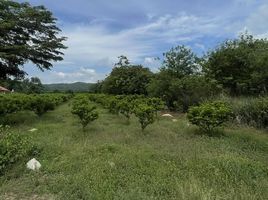  Grundstück zu verkaufen in Pak Chong, Nakhon Ratchasima, Mu Si