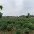 ขายที่ดิน ใน นาบัว, สุรินทร์, นาบัว, เมืองสุรินทร์, สุรินทร์