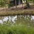  Land for sale in Dao Rueang, Saraburi, Dao Rueang, Mueang Saraburi
