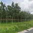  Land for sale in Phuket International Airport, Mai Khao, Thep Krasattri