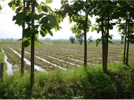  Grundstück zu verkaufen in Mueang Phayao, Phayao, Mae Puem, Mueang Phayao