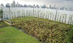 图片 2 of the Communal Garden Area at Supalai Park Asoke-Ratchada