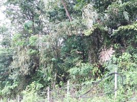  Land for sale in Big Buddha, Karon, Chalong