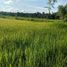  Land for sale in Thailand, I Ngong, Chaturaphak Phiman, Roi Et, Thailand