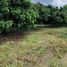  Land for sale in Mae Faek, San Sai, Mae Faek