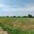  Land for sale in San Kamphaeng Chiang Mai, Ton Pao, San Kamphaeng, Chiang Mai, Thailand