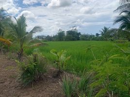  Land for sale in Cho Lae, Mae Taeng, Cho Lae