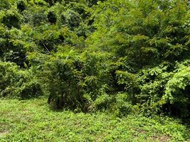  Land for sale in Chalong, Phuket Town, Chalong