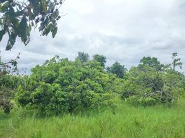  Land for sale in San Pa Tong, Chiang Mai, Makhun Wan, San Pa Tong