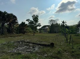  Grundstück zu verkaufen in Thalang, Phuket, Choeng Thale