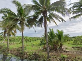  Land for sale in Mueang Nga, Mueang Lamphun, Mueang Nga