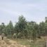  Land for sale in Nakhon Ratchasima, Hua Thale, Mueang Nakhon Ratchasima, Nakhon Ratchasima