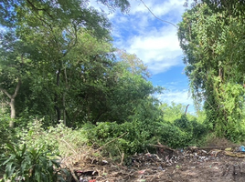  Land for sale in Nakhon Ratchasima, Sikhio, Sikhio, Nakhon Ratchasima