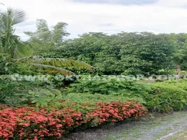  Grundstück zu verkaufen in Bang Mun Nak, Phichit, Wang Samrong, Bang Mun Nak, Phichit, Thailand