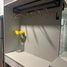 Studio Condo for rent at The Luxurie, Sengkang town centre, Sengkang