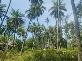  Land for sale in Lipa Noi Pier, Lipa Noi, Lipa Noi