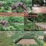  Land for sale in Fang Chiang Mai, Mae Sun, Fang