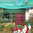 3 Schlafzimmer Haus zu verkaufen in Soutr Nikom, Siem Reap, Dam Daek, Soutr Nikom