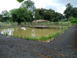 3 Schlafzimmer Haus zu verkaufen in Lam Plai Mat, Buri Ram, Mueang Faek