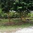  Land for sale in Tha Muang, Kanchanaburi, Tha Muang, Tha Muang