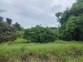  Land for sale in San Pa Tong, Chiang Mai, Makhun Wan, San Pa Tong