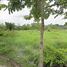  Land for sale in Tha Kwian School, Nong Chom, Nong Chom