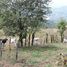  Land for sale in Siquirres, Limon, Siquirres