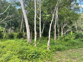  Land for sale in Patong, Kathu, Patong