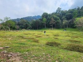  Land for sale in Thalang, Phuket, Pa Khlok, Thalang