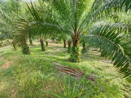  Land for sale in Thai Mueang, Phangnga, Lam Phi, Thai Mueang