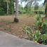  Land for sale in Maret, Koh Samui, Maret