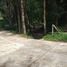  Land for sale in Phuket, Choeng Thale, Thalang, Phuket