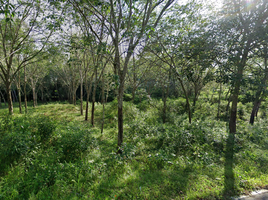  Land for sale in Mueang Narathiwat, Narathiwat, Manang Tayo, Mueang Narathiwat